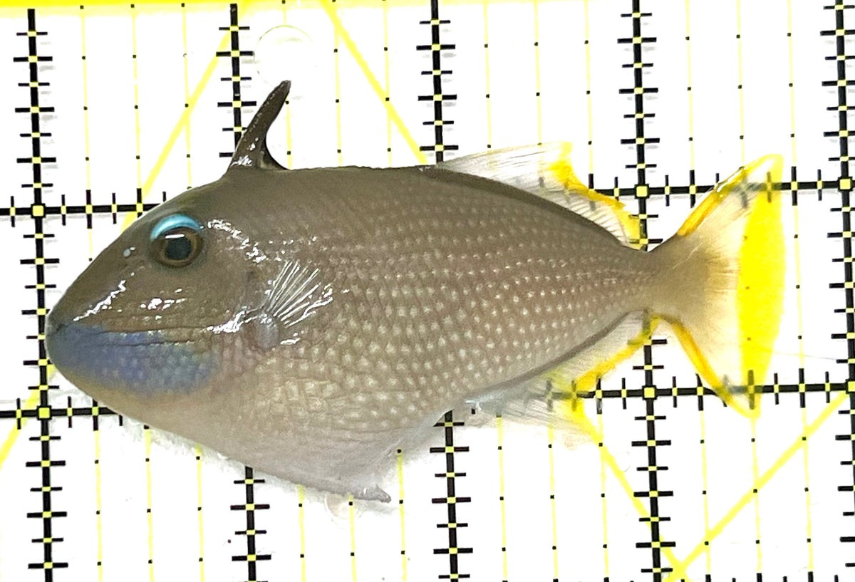 Male Blue Throat Triggerfish (Reefsafe) MBTT101203 WYSIWYG Size: ML 3.75" approx