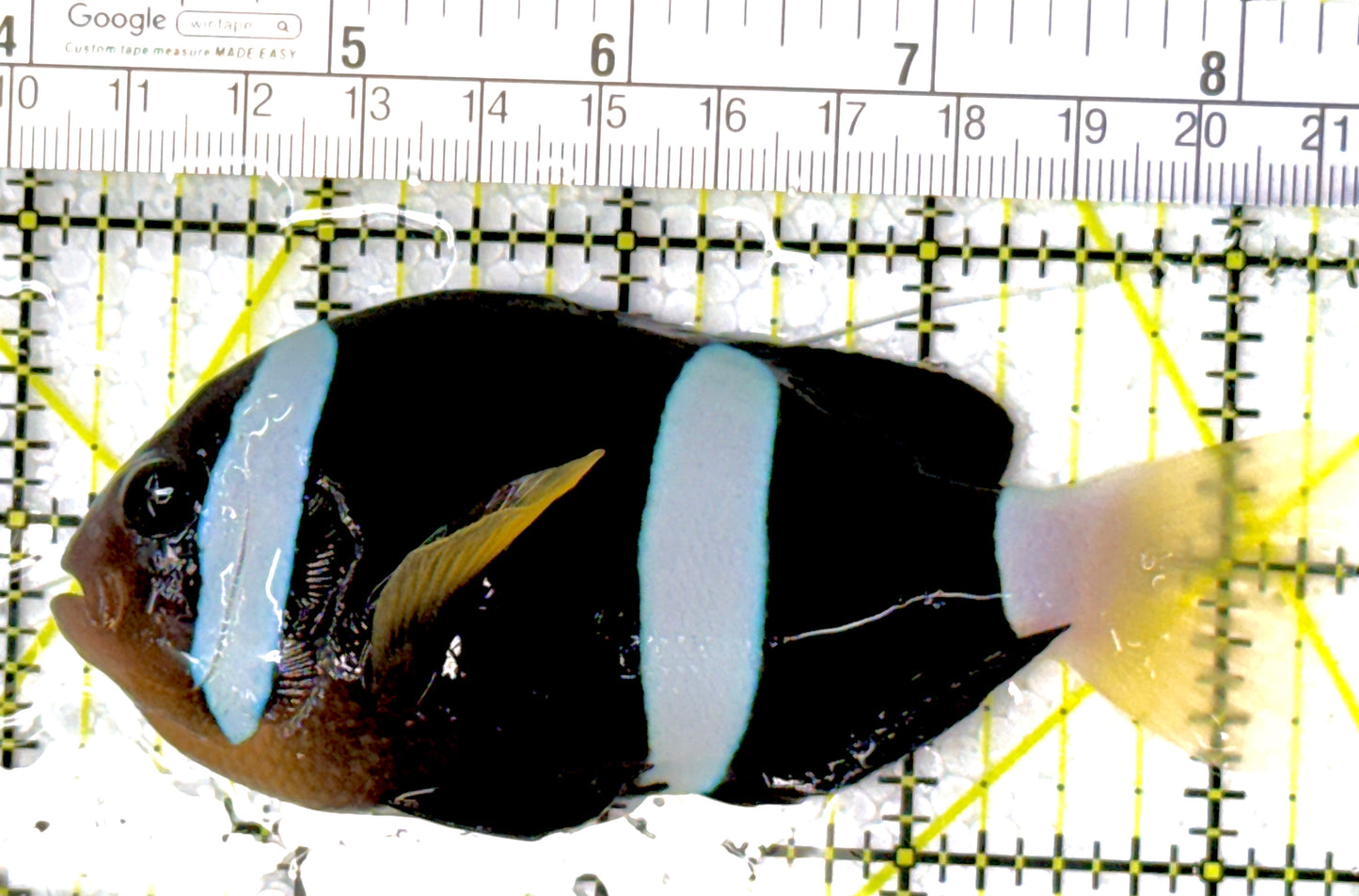 Clarkii Clownfish CC111902 WYSIWYG Size: SHOW 4.25"