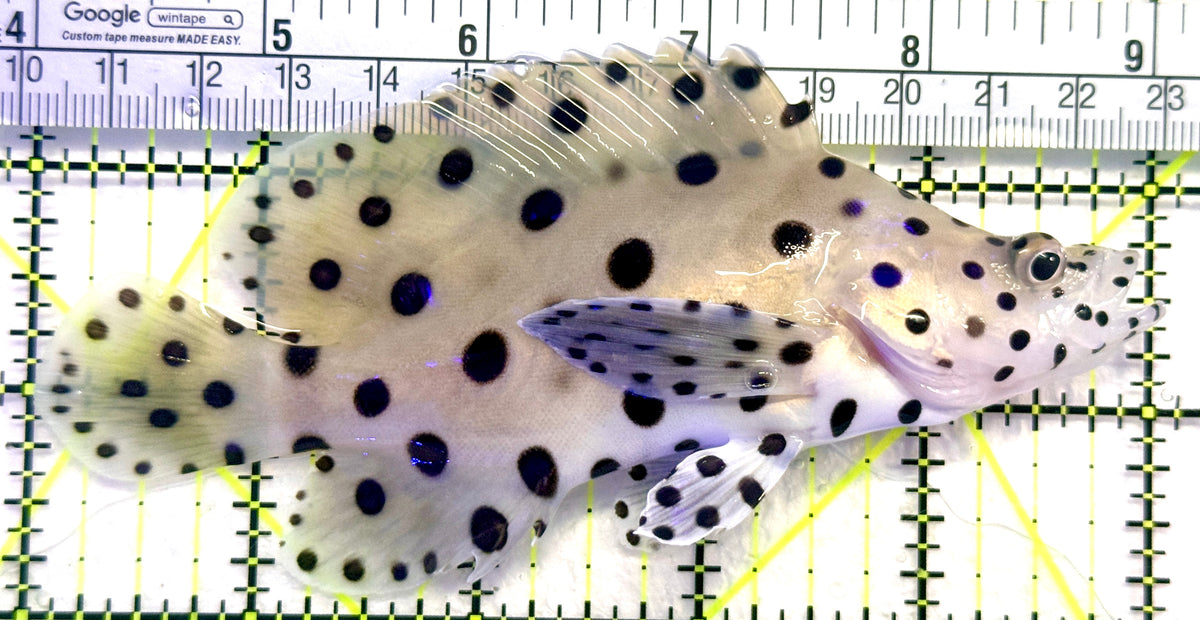 Panther Grouper PG101801 WYSIWYG Size: XL 5" approx