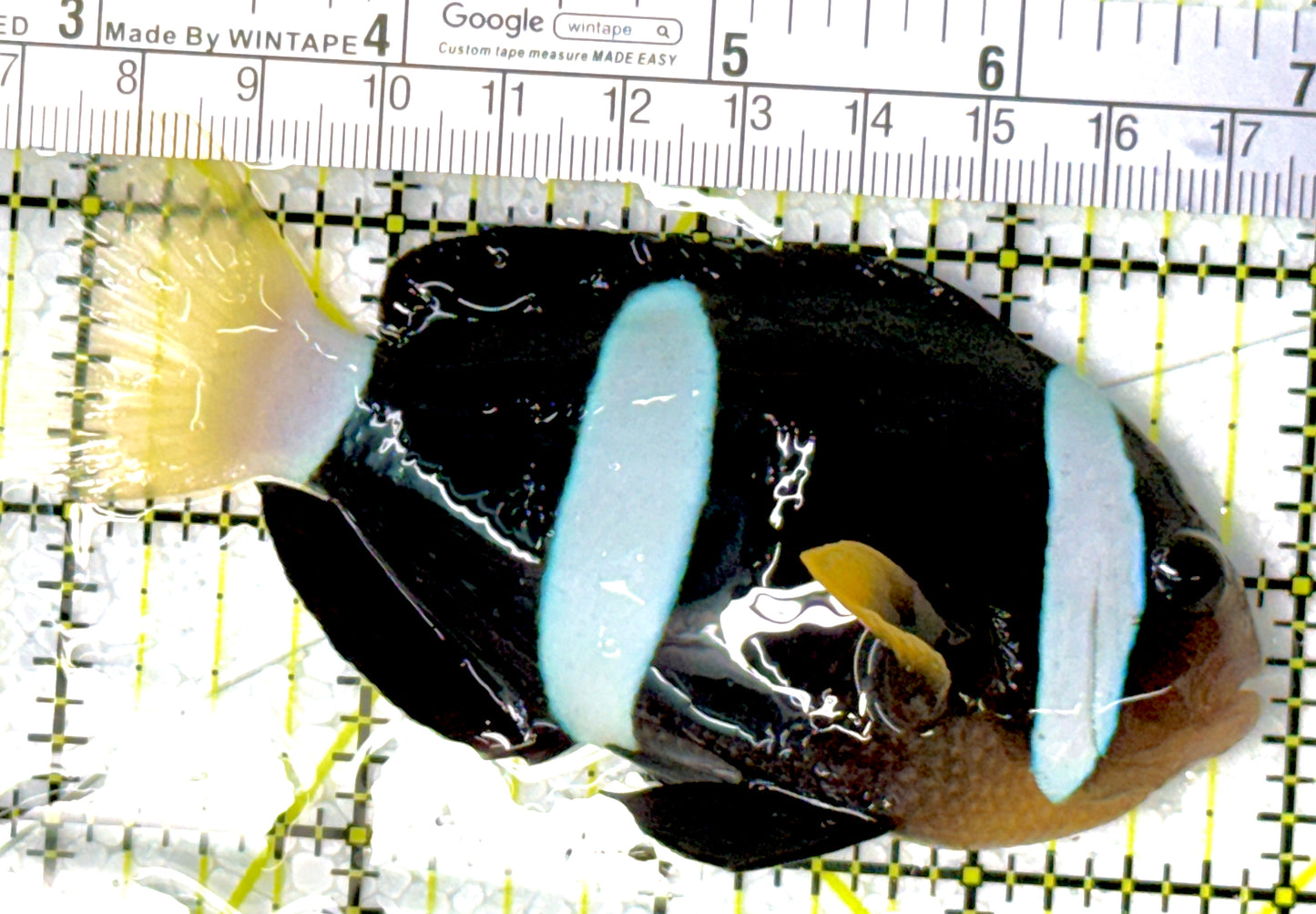 Clarkii Clownfish CC111902 WYSIWYG Size: SHOW 4.25"