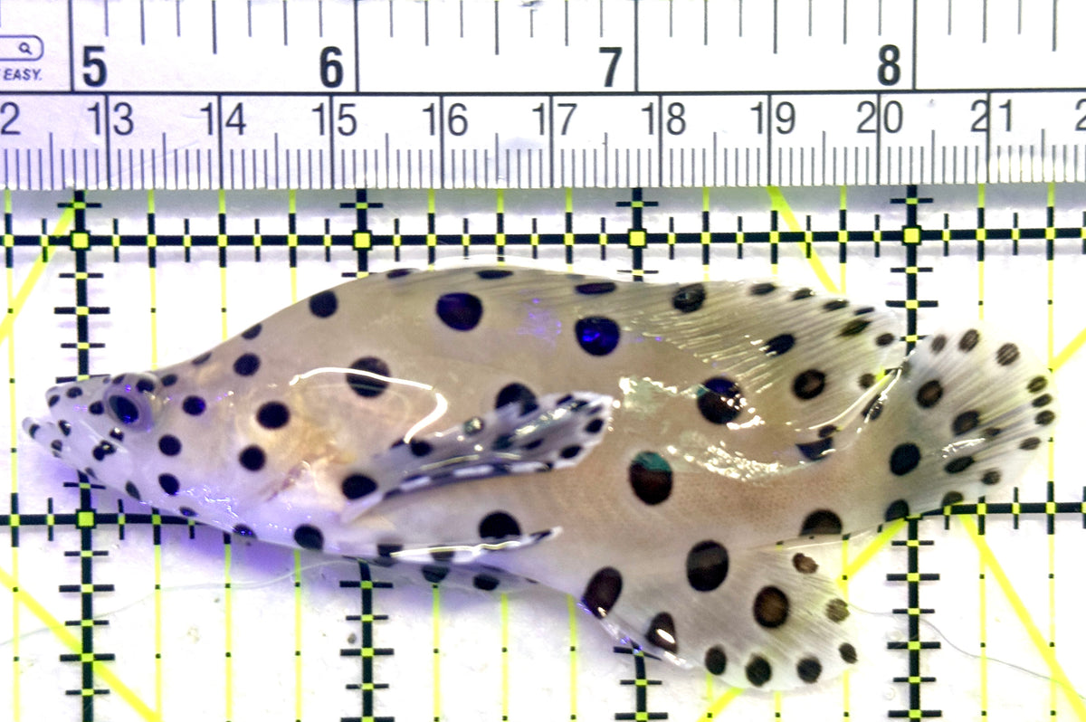 Panther Grouper PG101802 WYSIWYG Size: M 3.5" approx
