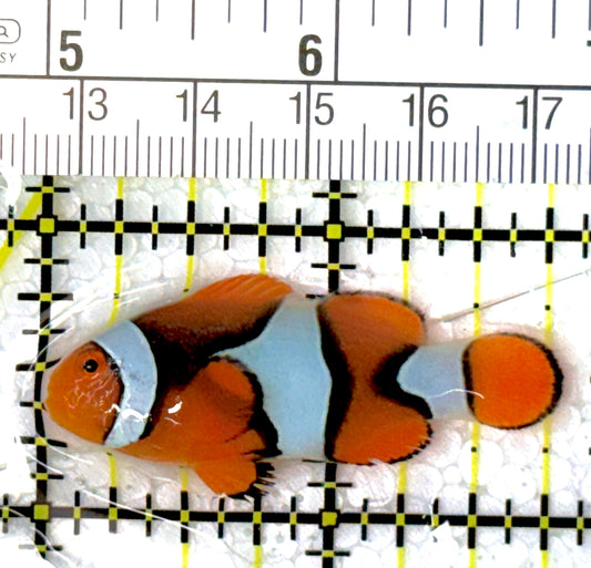 Ocellaris Clownfish OC111901 WYSIWYG Size: M 1.75"