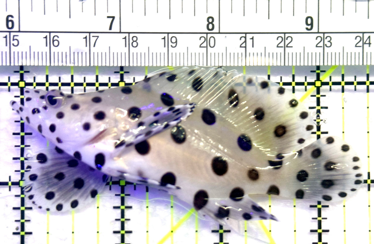 Panther Grouper PG101803 WYSIWYG Size: M 3.5" approx