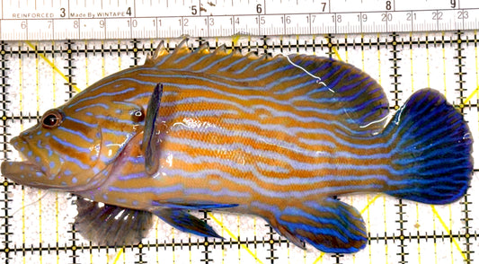 Blueline Grouper BG022201 WYSIWYG Size: XXL 7.25" approx