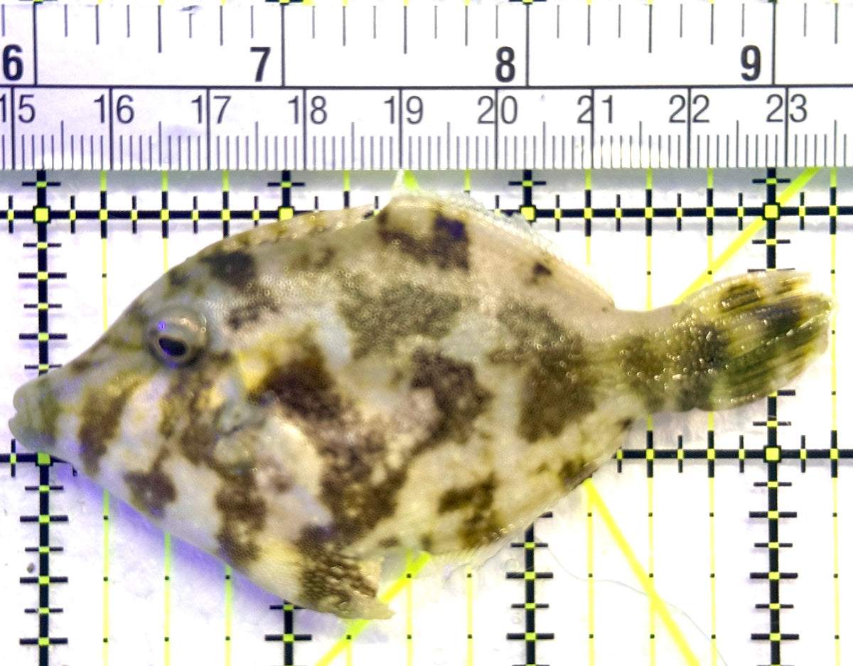 Aiptasia Eating Filefish AEF101802 WYSIWYG Size: L 3.25" approx