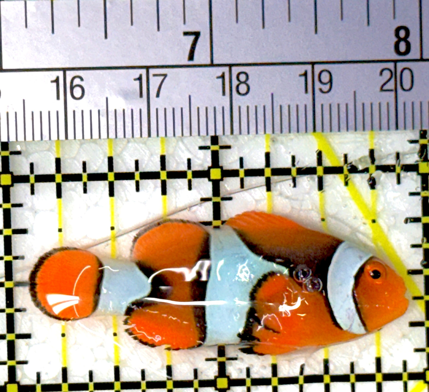 Ocellaris Clownfish OC111901 WYSIWYG Size: M 1.75"