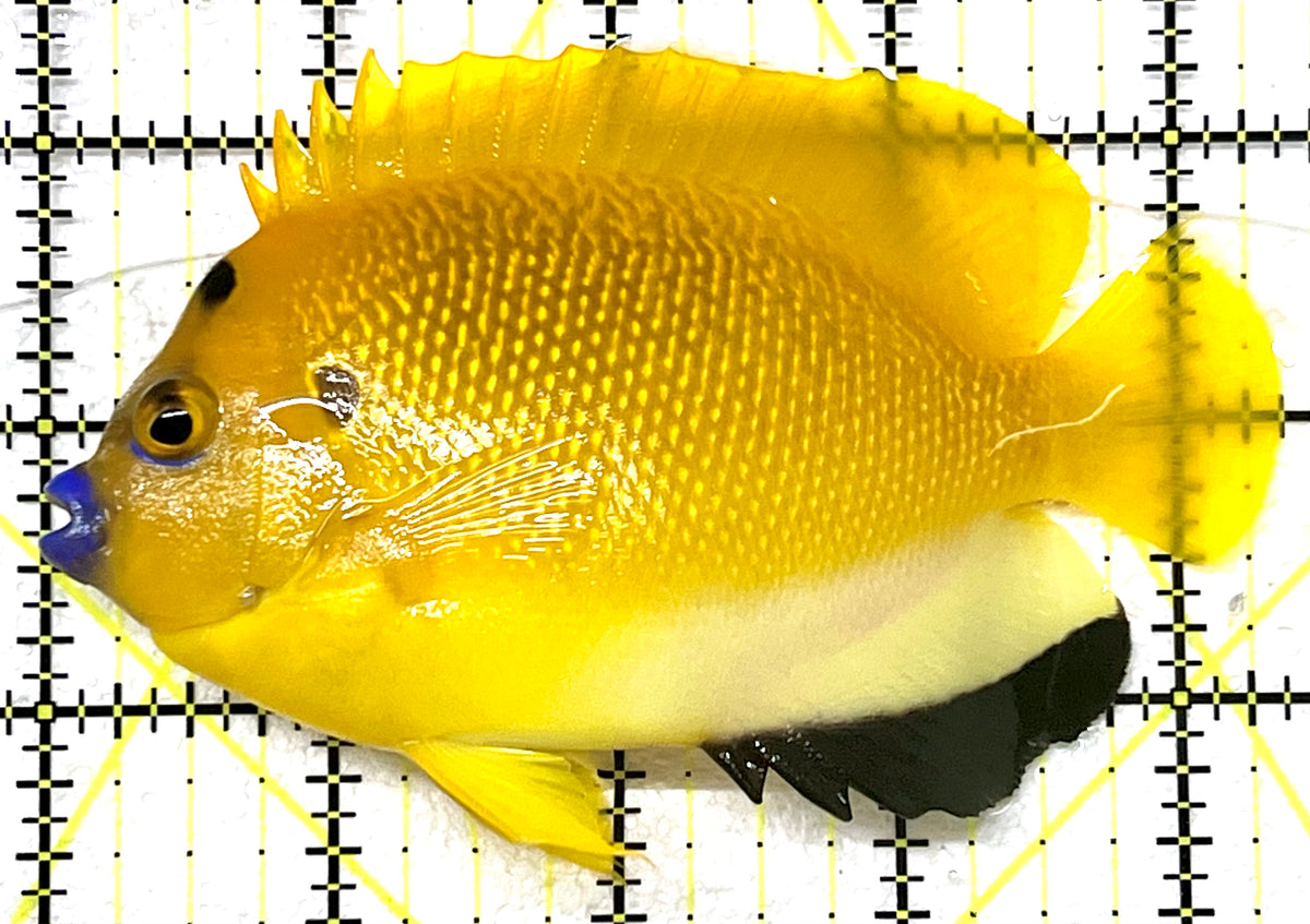Flagfin Angelfish FA101101 WYSIWYG Size: L 4.25" approx