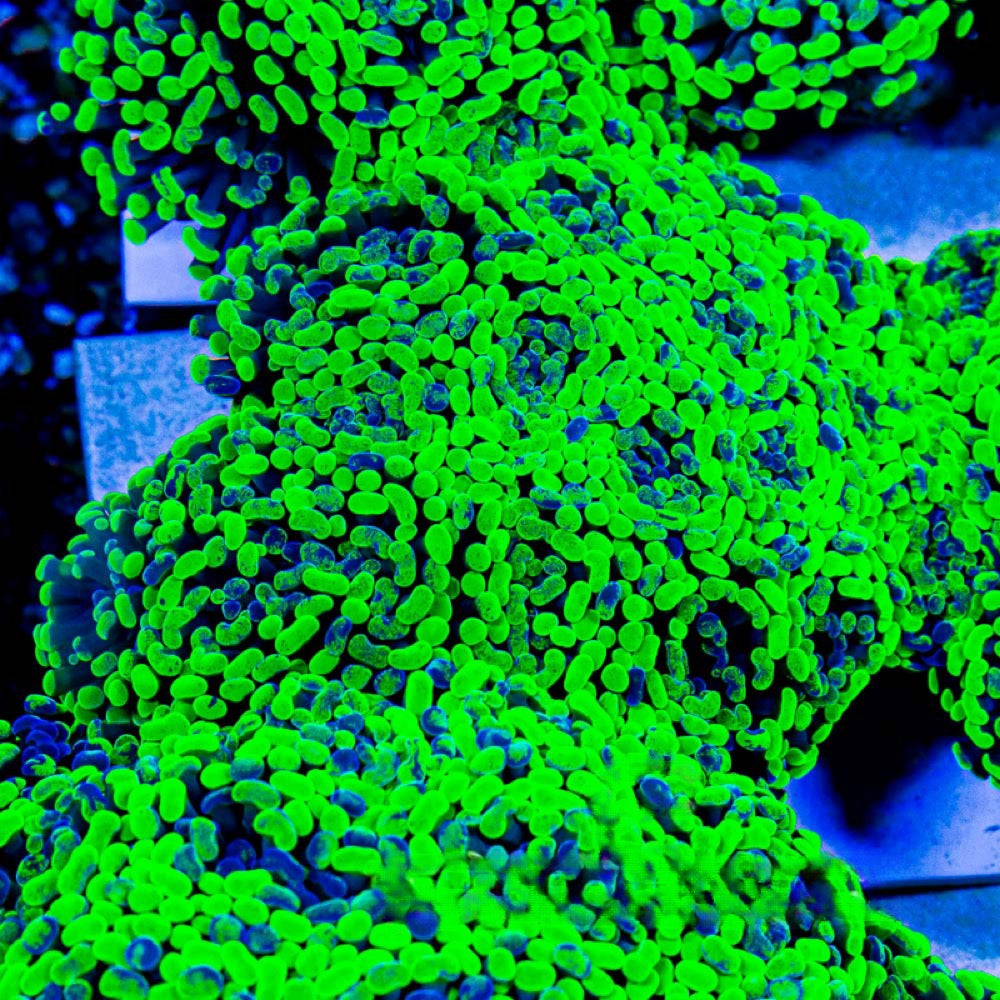 Aquaculture Greedy Goblin Hammer Size: M 0.75” to 1” Frag