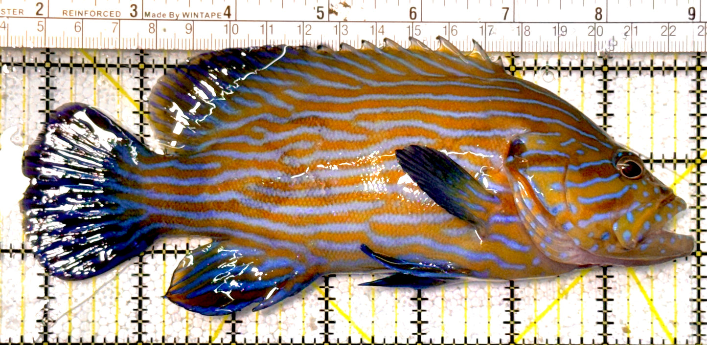 Blueline Grouper BG022201 WYSIWYG Size: XXL 7.25" approx