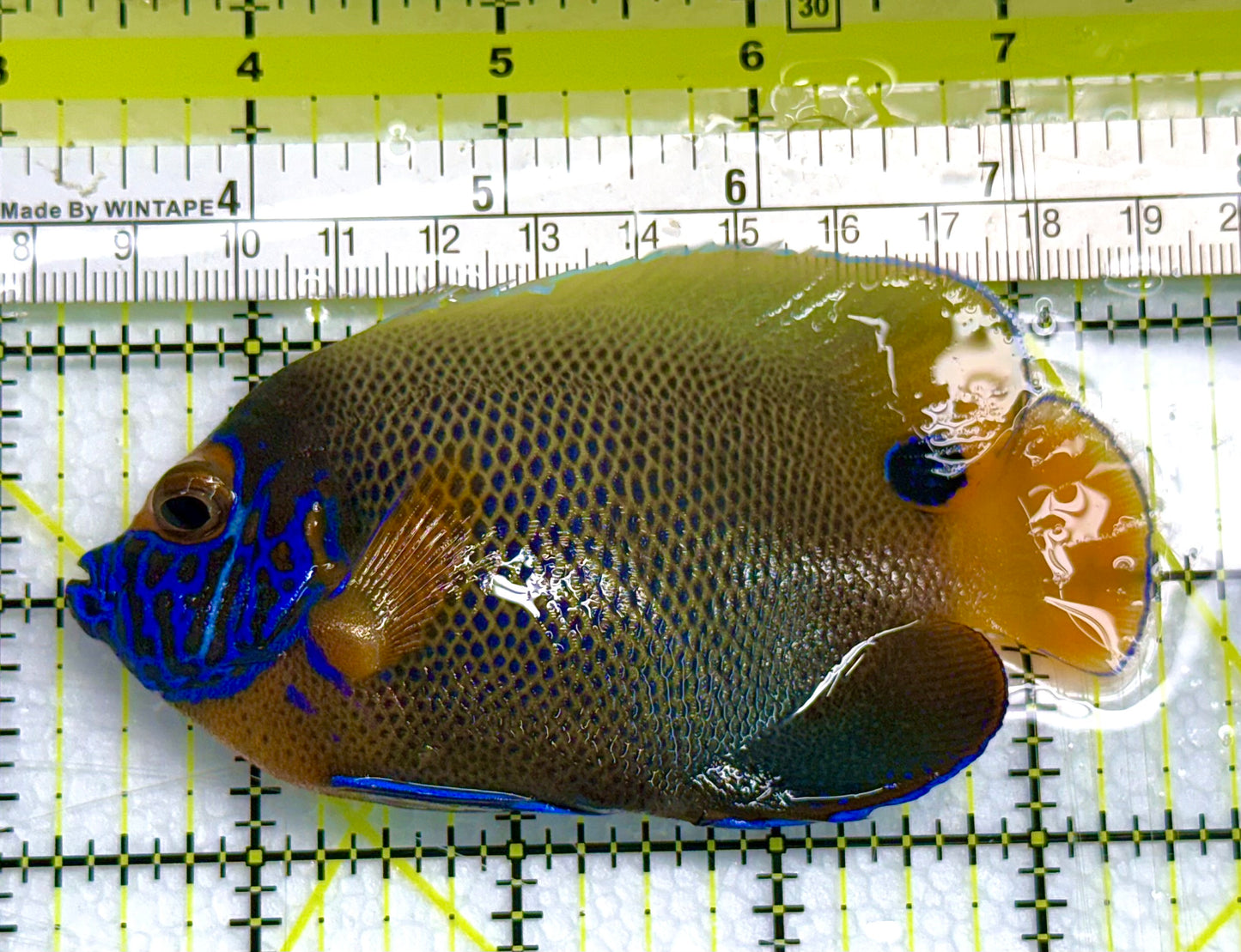 Blueface Angelfish Adult (Sumatra Vibrant Colors) BAA041104 WYSIWYG Size: L 4" approx