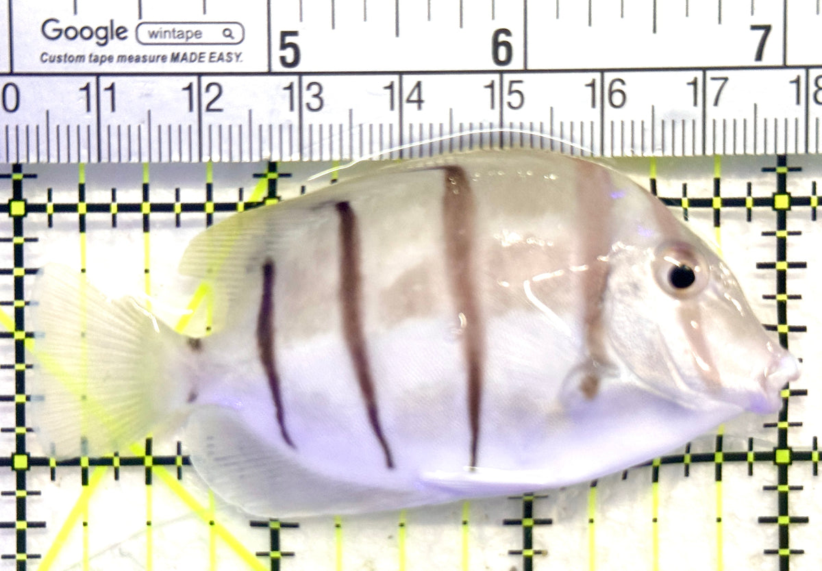 Convict Tang CT101802 WYSIWYG Size: L 3" approx