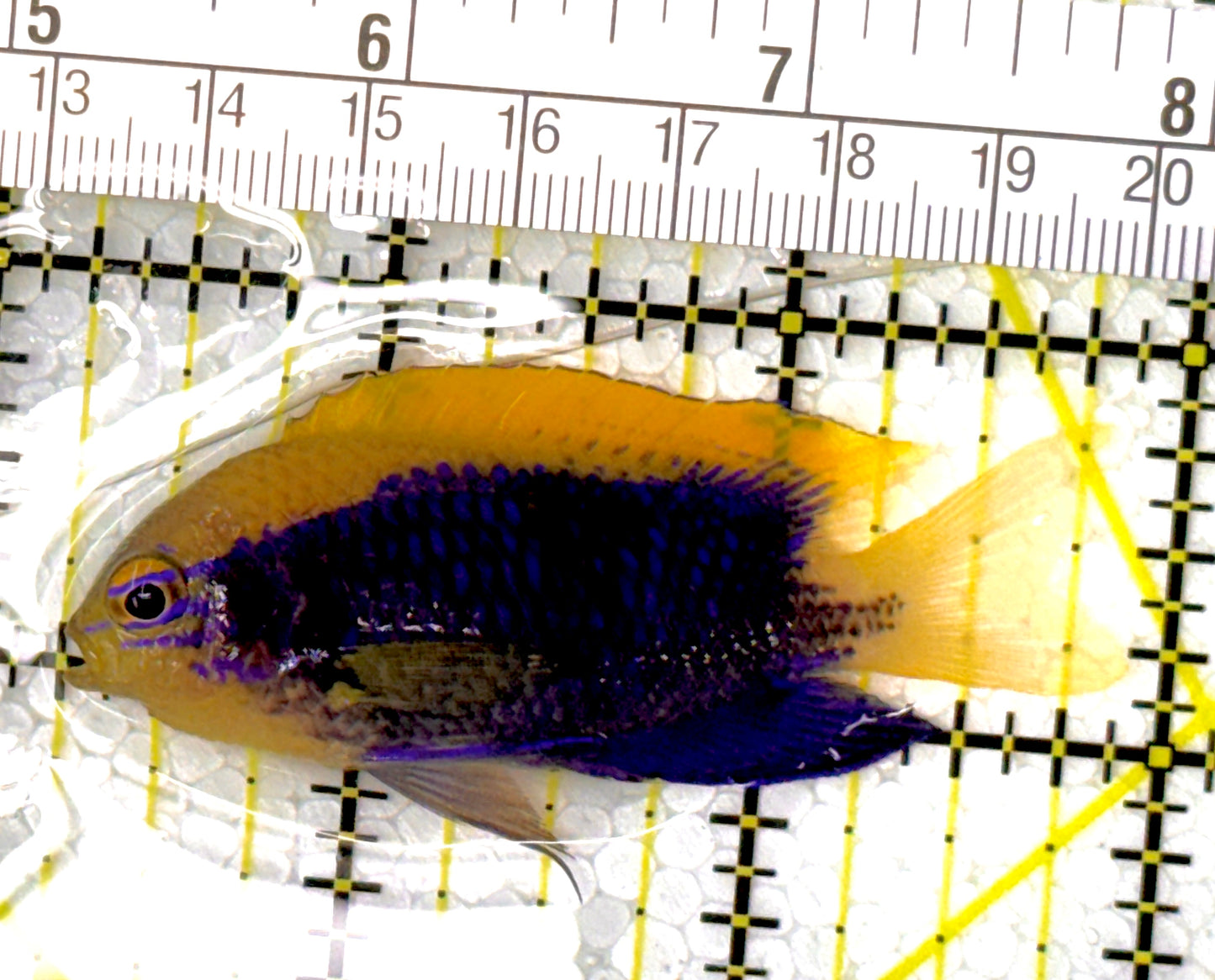 Starki Damselfish SD111901 WYSIWYG Size: 2.5"