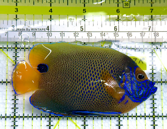 Blueface Angelfish Adult (Sumatra Vibrant Colors) BAA041104 WYSIWYG Size: L 4" approx
