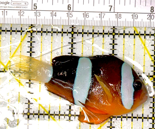 Clarkii Clownfish CC111904 WYSIWYG Size: XL 3.5"