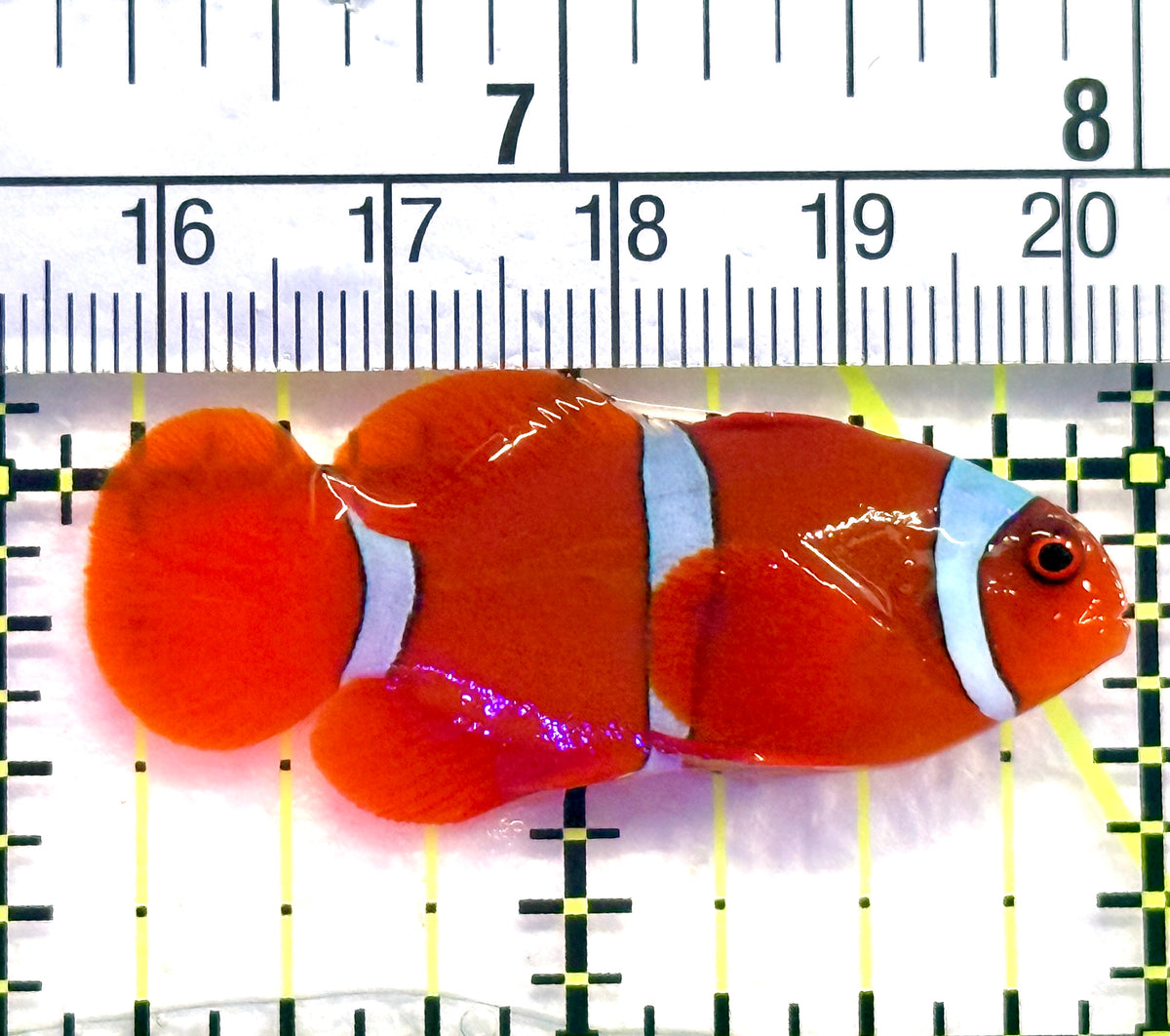 White Stripe Maroon Clownfish WSMC101802 WYSIWYG Size: S 2" approx