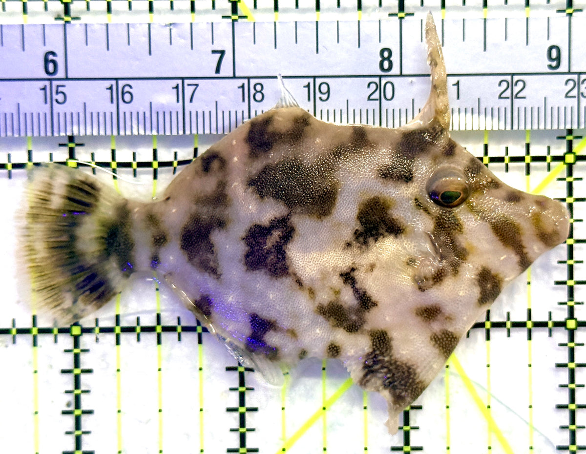 Aiptasia Eating Filefish AEF101803 WYSIWYG Size: L 3.25" approx