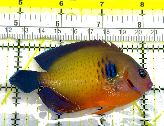 Coral Beauty Angelfish CBA041103 WYSIWYG Size: L 3" approx