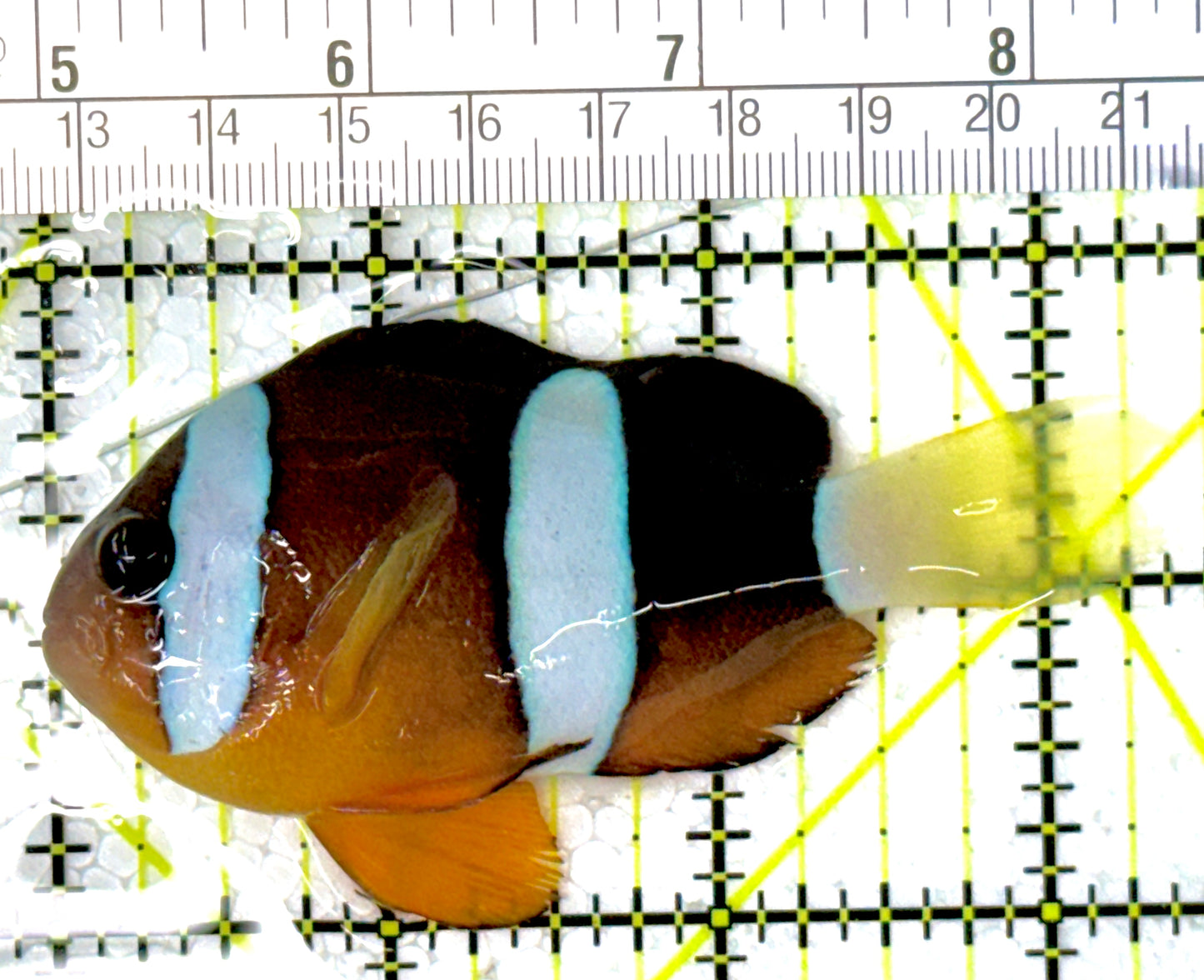 Clarkii Clownfish CC111904 WYSIWYG Size: XL 3.5"
