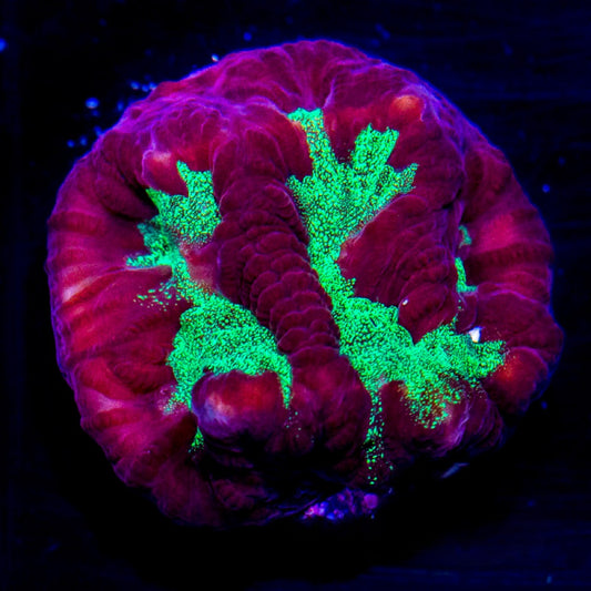 Aquaculture Ectoplasm Favites Size: M 0.75” to 1” Frag