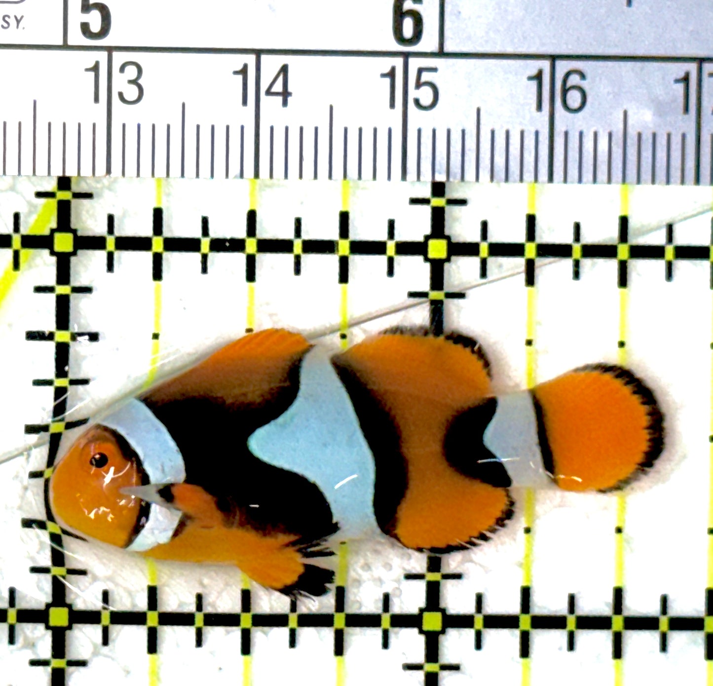 Ocellaris Clownfish OC111902 WYSIWYG Size: M 1.75"