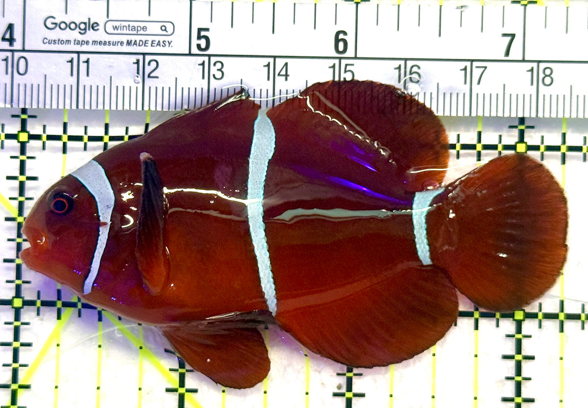 White Stripe Maroon Clownfish WSMC101801 WYSIWYG Size: L 3.25" approx