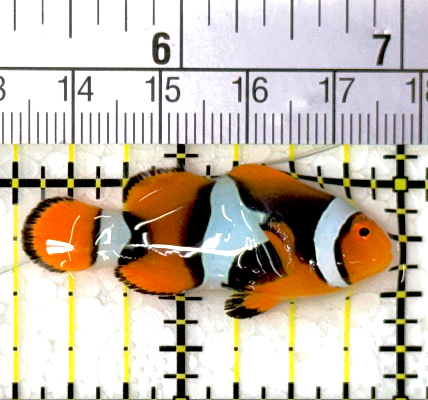 Ocellaris Clownfish OC111902 WYSIWYG Size: M 1.75"