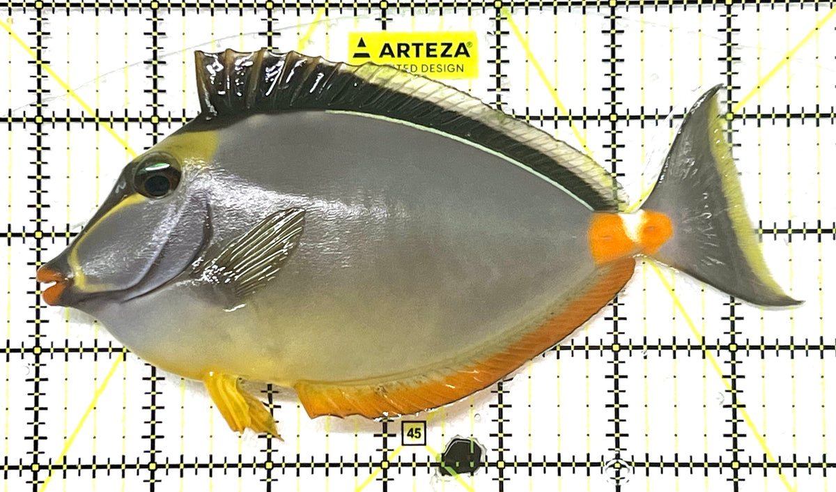 Naso Tang NT101201 WYSIWYG Size: XL 6.5" approx