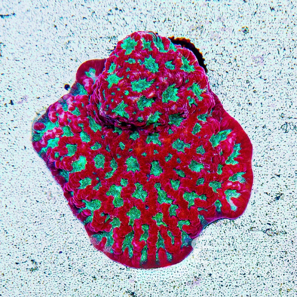 Aquaculture Ectoplasm Favites Size: M 0.75” to 1” Frag