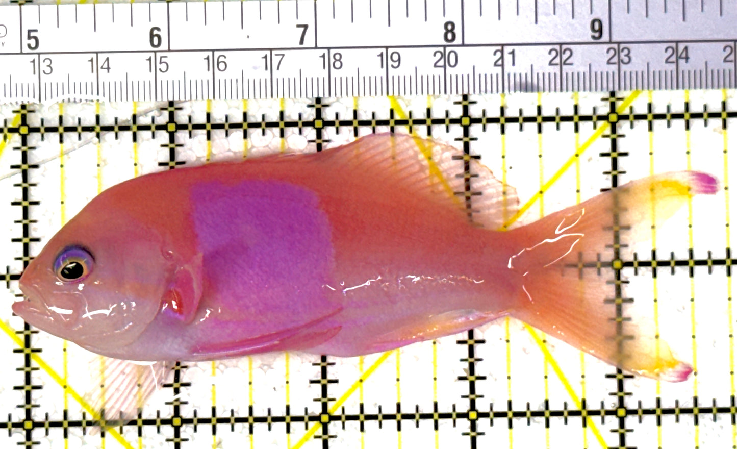 Squareback Anthias (Male) SA111901 WYSIWYG  Size: L 4.75"