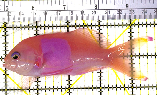 Squareback Anthias (Male) SA111901 WYSIWYG  Size: L 4.75"