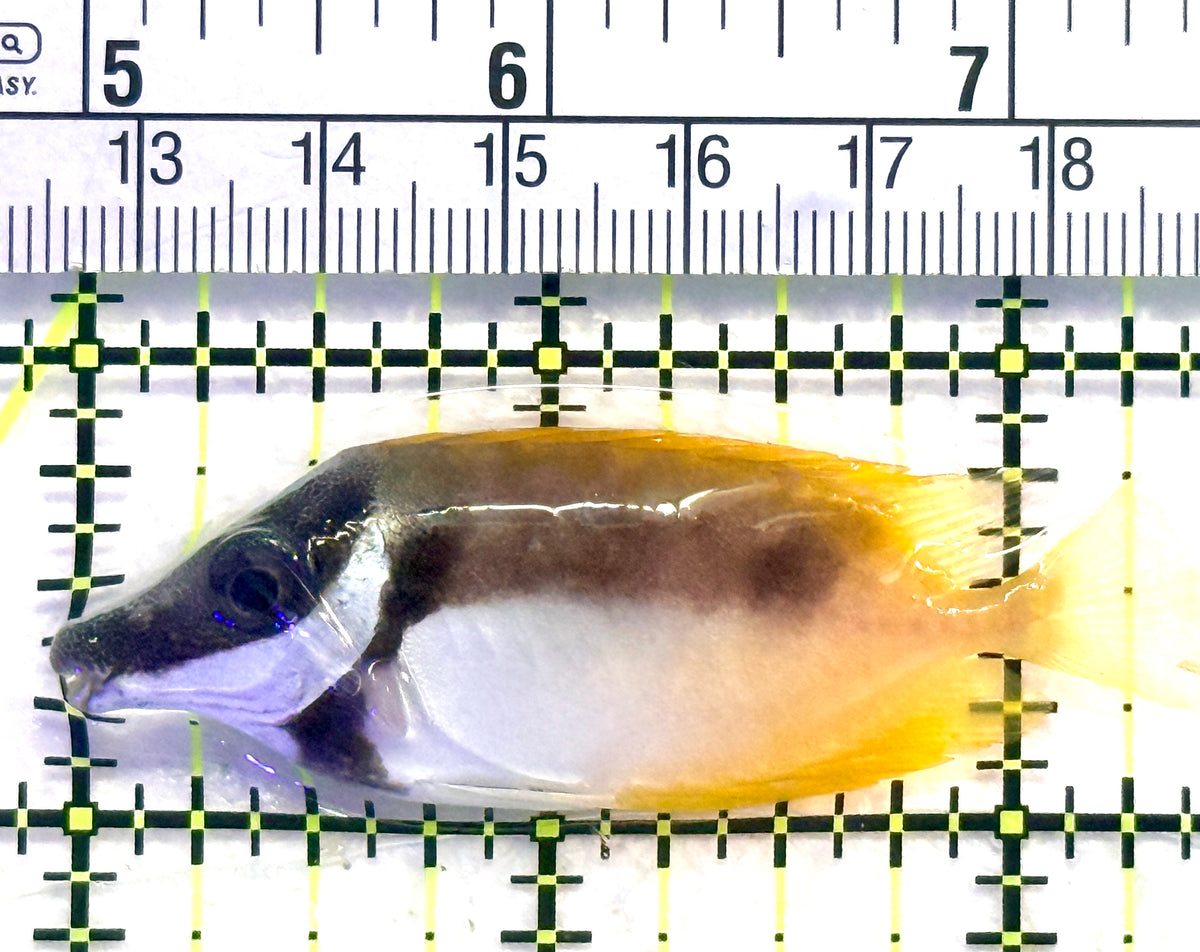 Onespot Foxface OF101806 WYSIWYG Size: M 2.25" approx