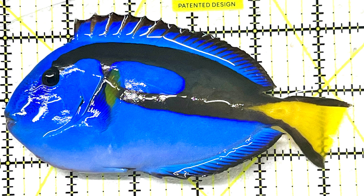 Blue Hippo Tang BHT101101 WYSIWYG Size: XL 5.5" approx