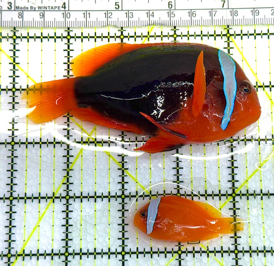 Cinnamon Clownfish Bonded Pair CCBP041101 WYSIWYG Size (Show Female & Small Male): Show 3" and above S 1.5" to 2.5"