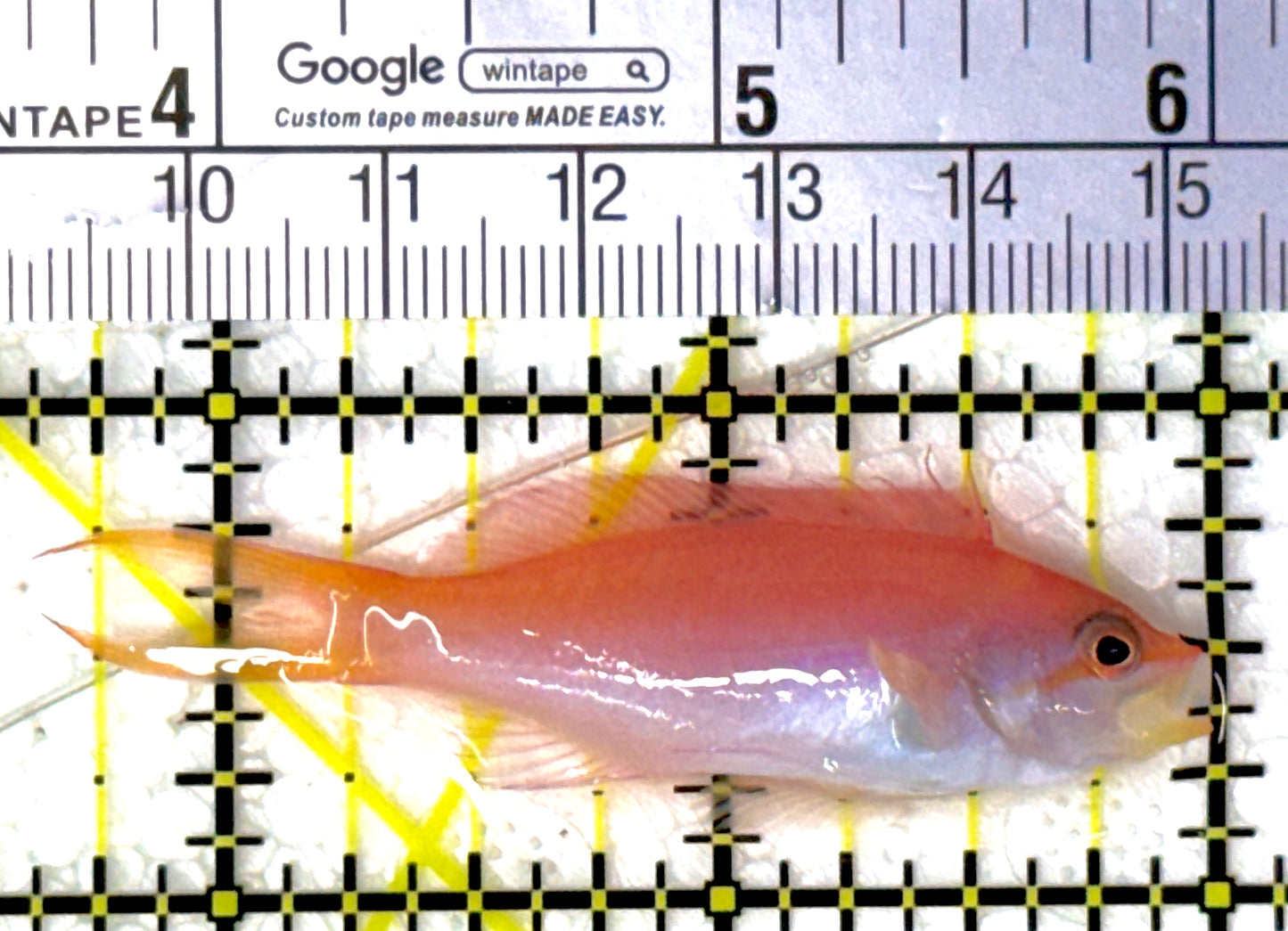 Dispar Anthias DA111901 WYSIWYG Size : L 2.25"