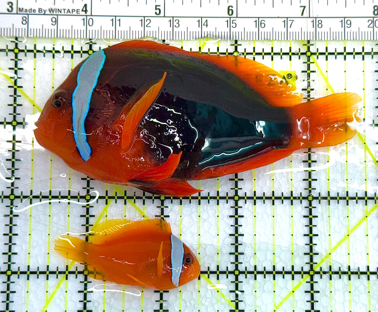 Cinnamon Clownfish Bonded Pair CCBP041101 WYSIWYG Size (Show Female & Small Male): Show 3" and above S 1.5" to 2.5"