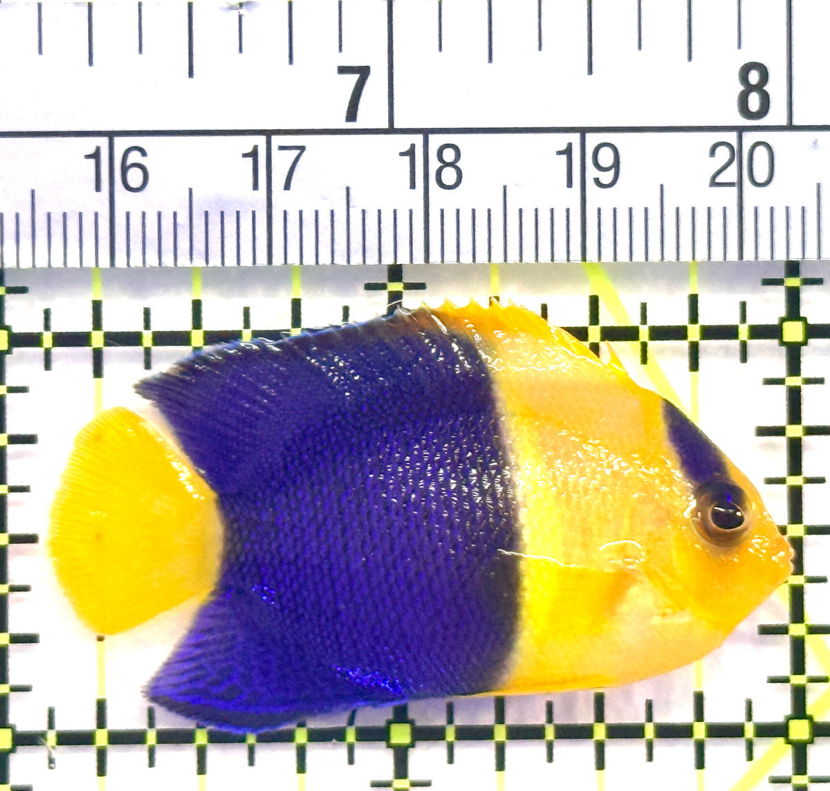 Bicolor Angelfish BA101801 WYSIWYG Size: M 2" approx