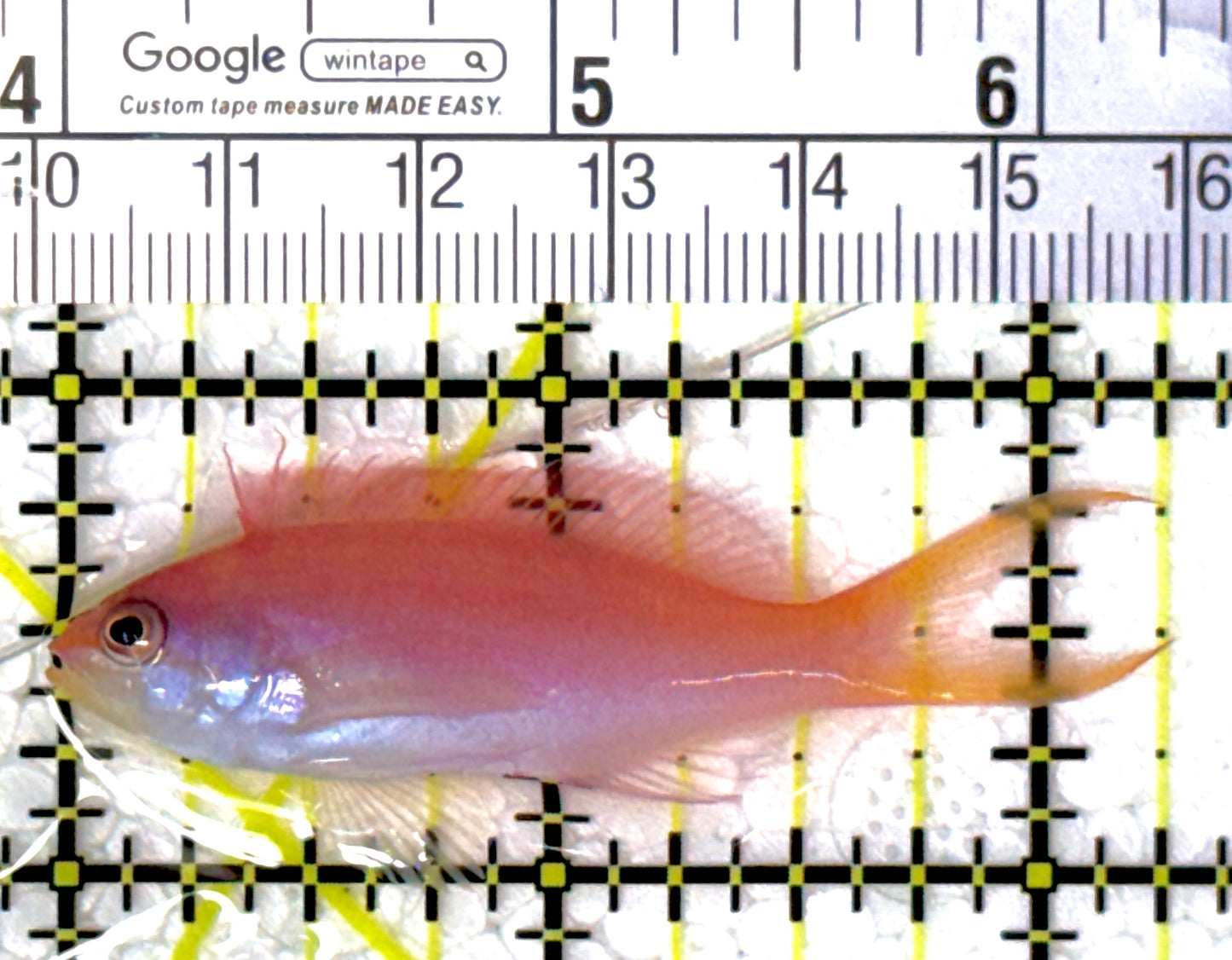 Dispar Anthias DA111901 WYSIWYG Size : L 2.25"