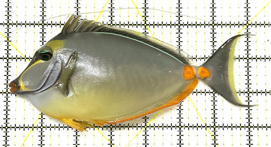 Naso Tang NT101202 WYSIWYG Size: XXL 7.25" approx