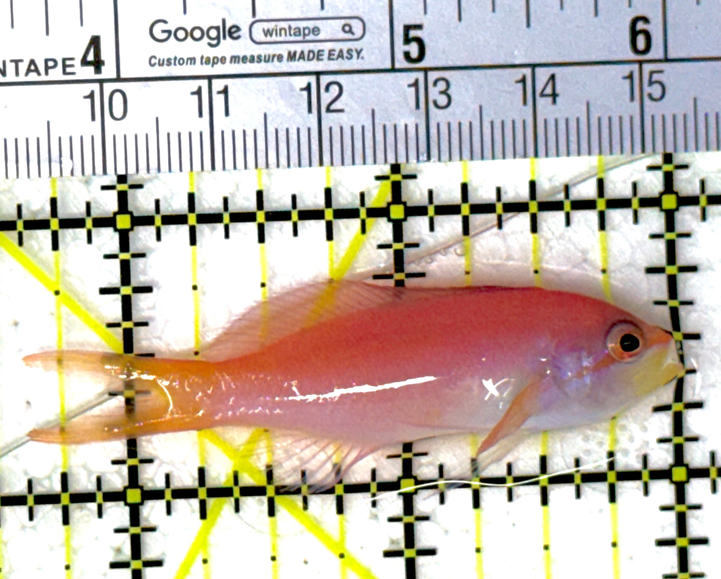 Dispar Anthias DA111902 WYSIWYG Size : L 2.5"