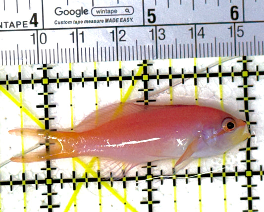 Dispar Anthias DA111902 WYSIWYG Size : L 2.5"