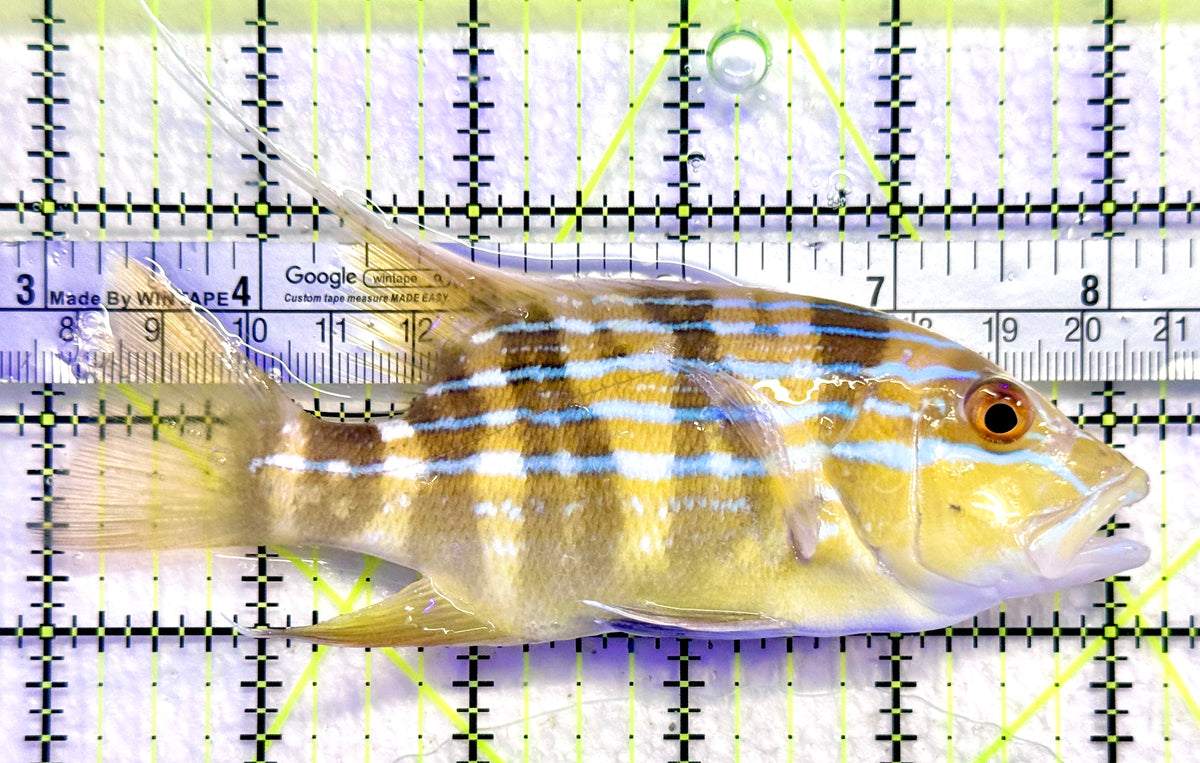 Threadfin Snapper TS101801 WYSIWYG Size: XL 5.25" approx