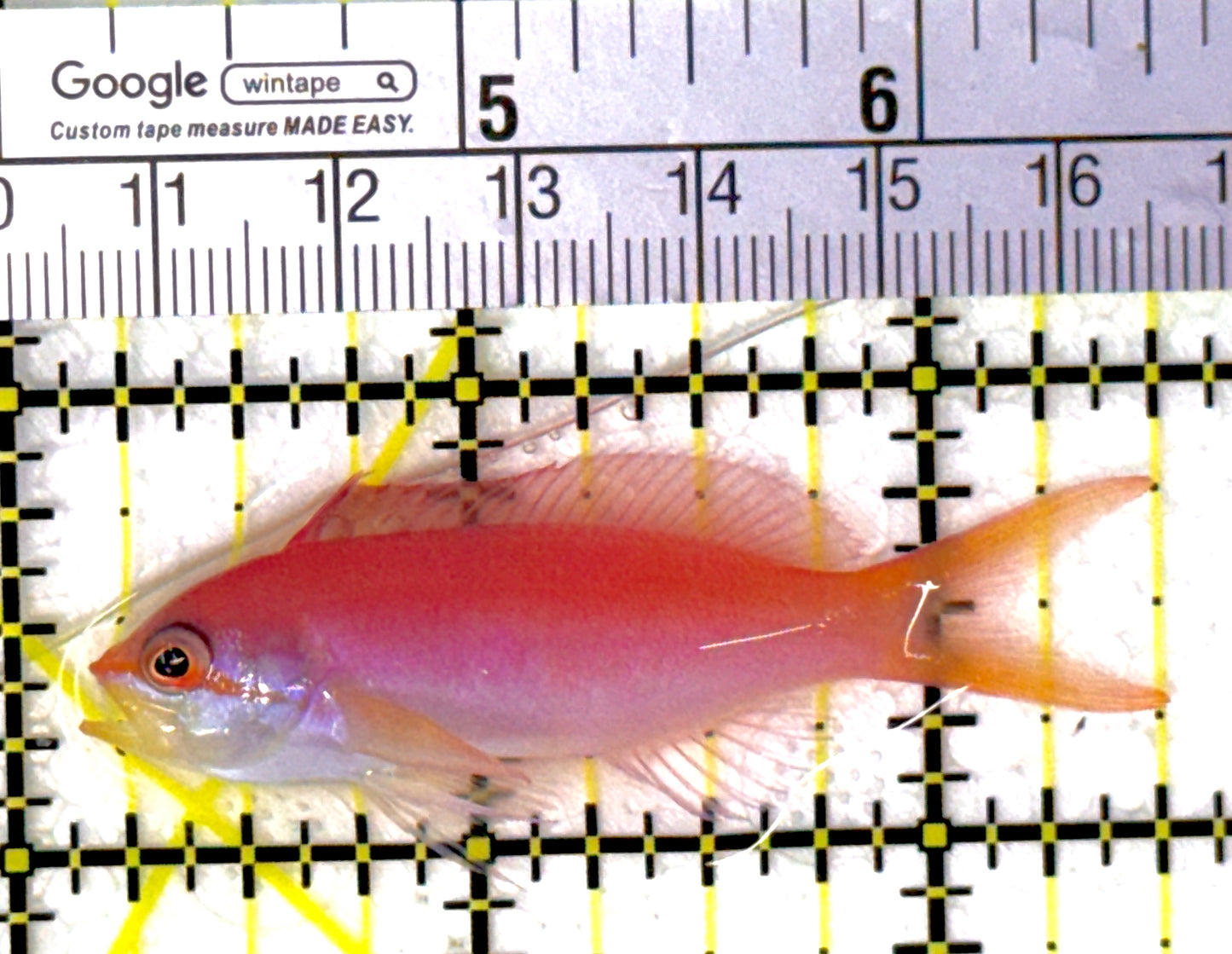 Dispar Anthias DA111902 WYSIWYG Size : L 2.5"