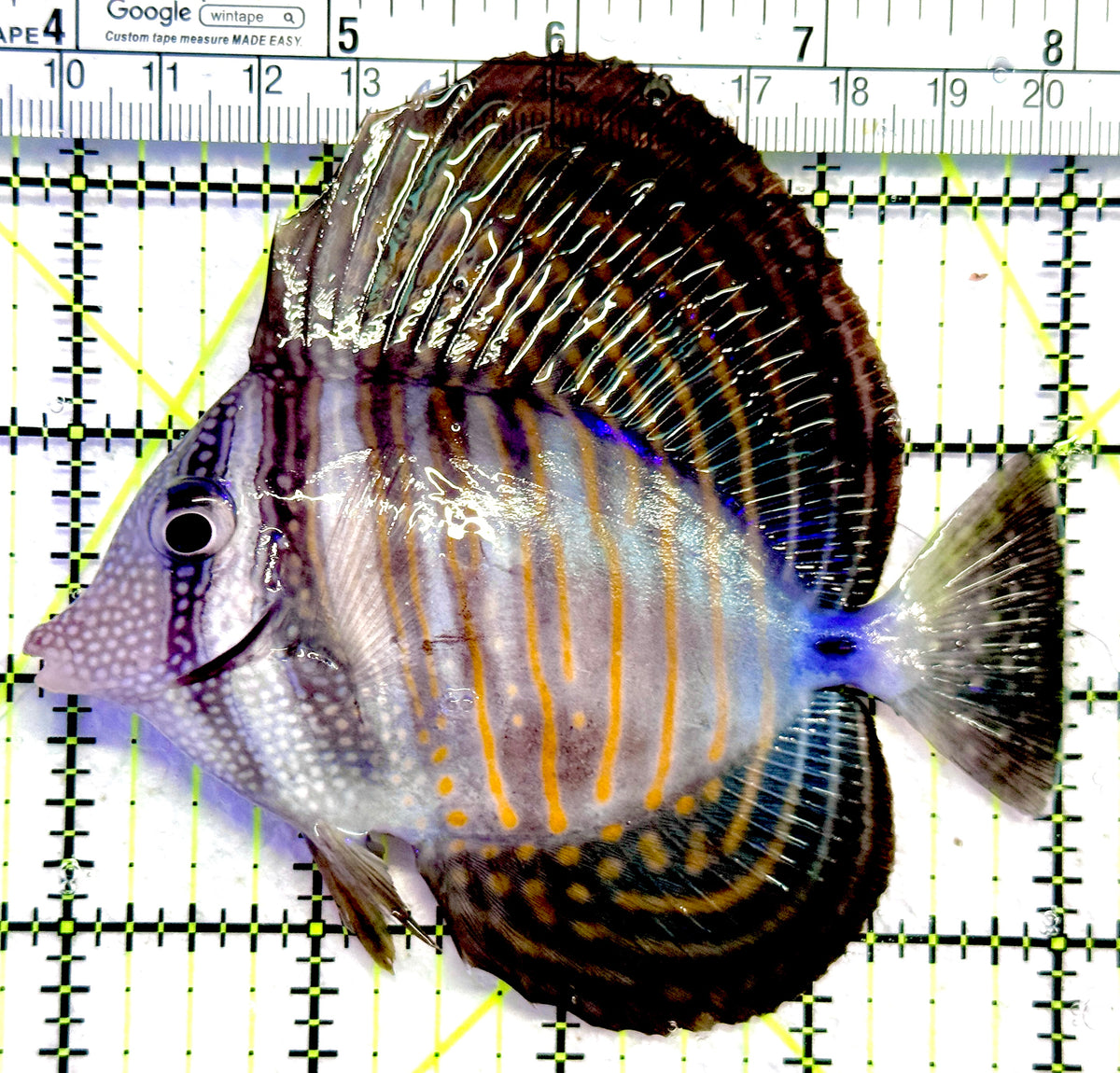 Desjardini Tang (Red Sea Sailfin Tang) DT101802 WYSIWYG Size: L 4.25" approx