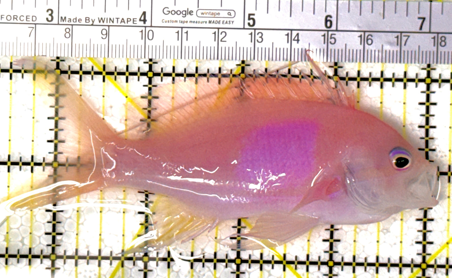 Squareback Anthias (Male) SA111902 WYSIWYG  Size: L 4.75"