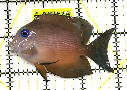 Blue Eye Kole Tang BEKT101201 WYSIWYG Size: M 3" approx