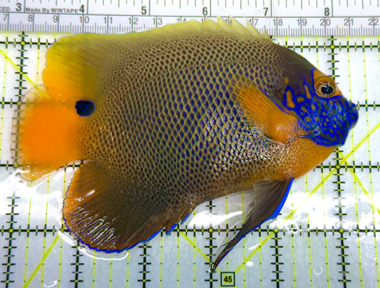 Blueface Angelfish Adult (Sumatra Vibrant Colors) BAA041105 WYSIWYG Size: XL 5" approx