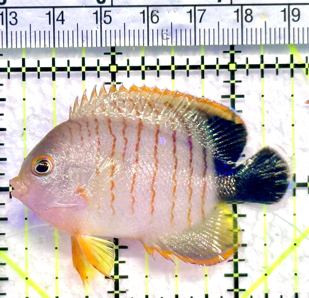 Eibli Angelfish EA101801 WYSIWYG Size: ML 2.5" approx