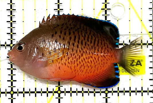 Rusty Angelfish RA101101 WYSIWYG Size: ML 3" approx