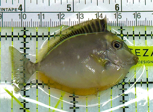 Blonde Naso Tang BNT041101 WYSIWYG Size: S 2.5" approx