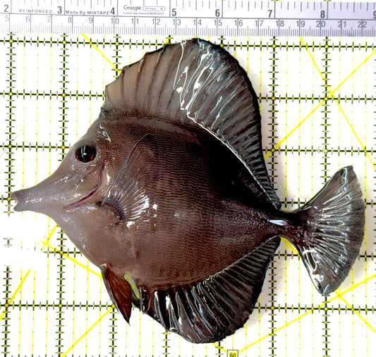 Scopas Tang ST111901 WYSIWYG Size: XL 6.75"